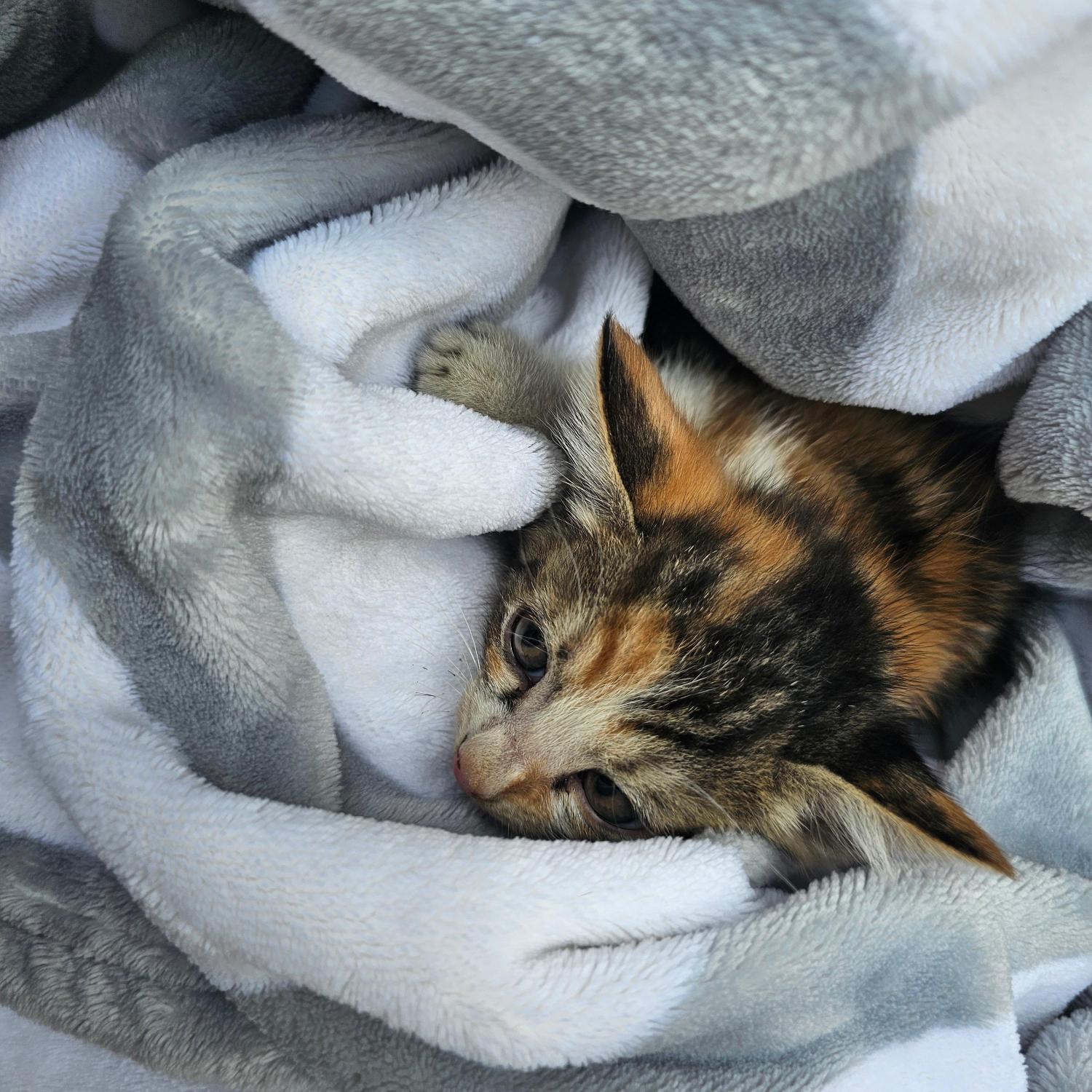 종료(자연사) 한국…